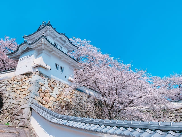 白と桜。春の風景。